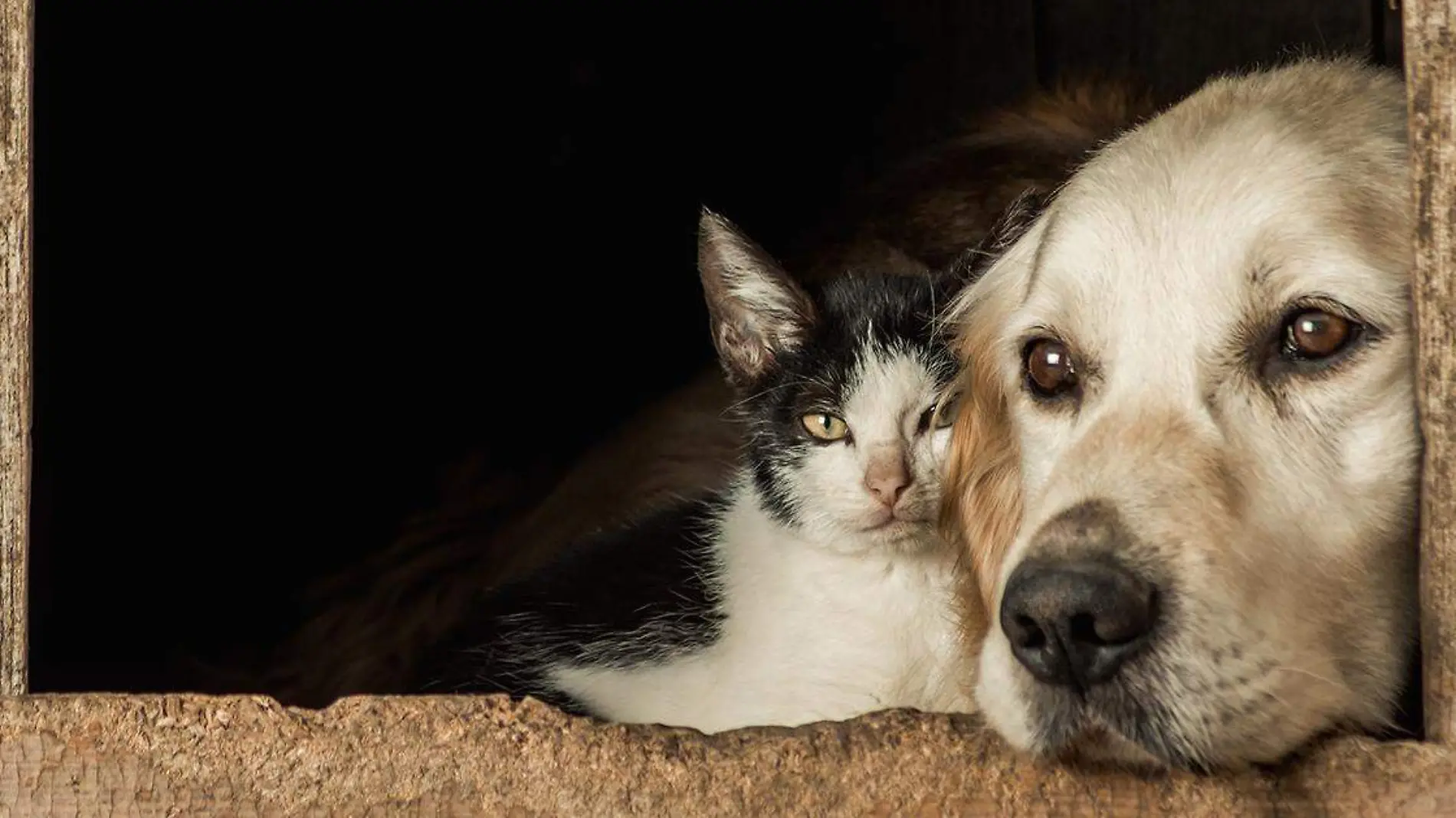 Los fieles amigos de cuatro patas han pasado de simplemente ser “un gusto” para los más pequeños de la casa, a convertirse en piezas importantes de las familias